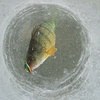 低端鲈鱼