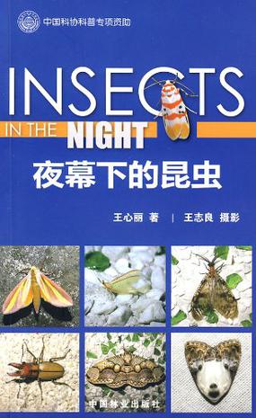 夜幕下的昆虫