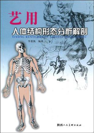 艺用人体结构形态分析解剖