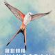 展翅翱翔 Wingspan