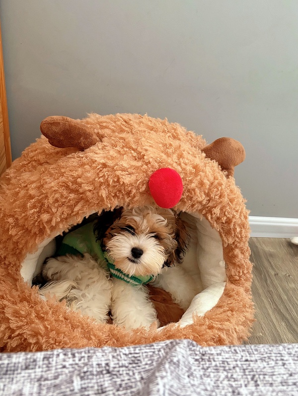 zeze蒙古包麋鹿猫窝44r左右（主楼更新有货地区） - 线报酷